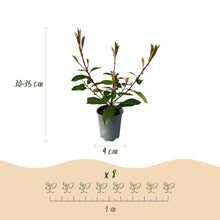 Buitenplant 8x Photinia fraseri Red Robin - Groenblijvend - Pot Ø 9cm Hoogte ↕ 30-35cm