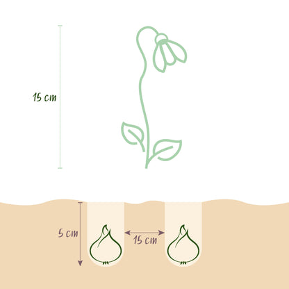 Buitenplant 25x Galanthus Elwesii - Bloembollen Wit - Bolmaat 5/6