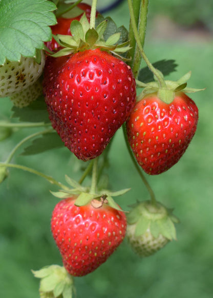 Buitenplant - Fragaria x ananassa 'Delizzimo' - Aardbei - Pot Ø 13cm Hoogte ↕ 45cm