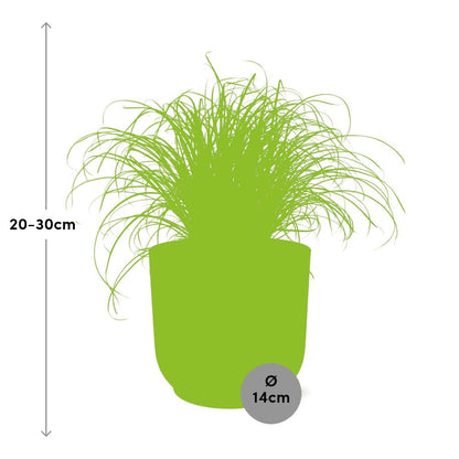 Kamerplant - Cyperus Alternifolius Zumula - Pot Ø 14cm