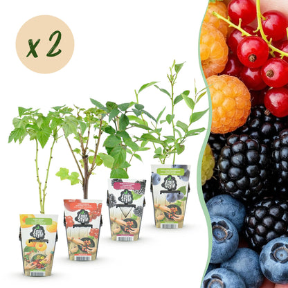 Buitenplant 8x Fruitplanten Rainbow Mix - Winterhard - Pot Ø 9cm