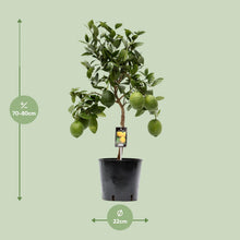 Kamerplant - Citrus Lemon - Pot Ø 22cm Hoogte ↕ 80cm