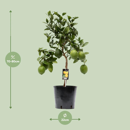 Kamerplant - Citrus Lemon - Pot Ø 22cm Hoogte ↕ 80cm