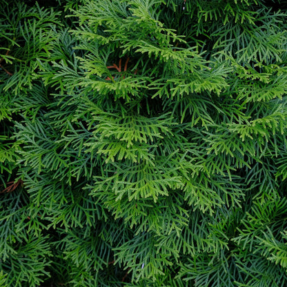 Buitenplant 6x Thuja occidentalis Smaragd - Groenblijvend - Pot Ø 17cm Hoogte ↕ 60cm