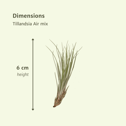 Kamerplant 20x Tillandsia Air mix - Pot Ø 6cm Hoogte ↕ 6cm