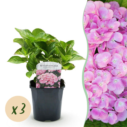 Buitenplant 3x Hydrangea macrophylla - Bloeiend - Pot Ø 17cm Hoogte ↕ 30cm