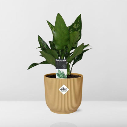 Kamerplant - Aglaonema Maria - Pot Ø 14cm