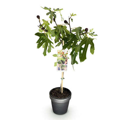Buitenplant - Ficus carica Little Miss Figgy - Winterhard - Pot Ø 19cm Hoogte ↕ 90cm