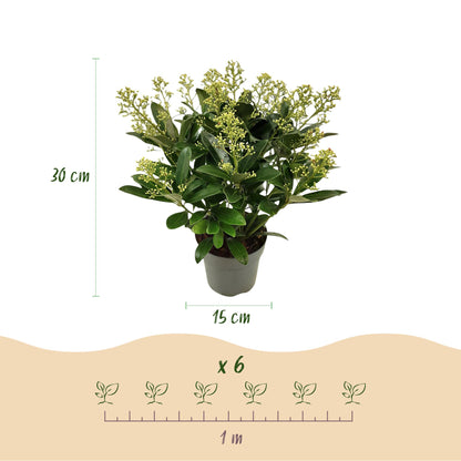 Buitenplant 2x Skimmia japonica Finchy - Winterhard - Pot Ø 15cm Hoogte ↕ 30cm