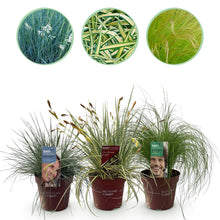 Buitenplant 3x Siergrassen Mix - Winterhard - Pot Ø 17cm Hoogte ↕ 50cm