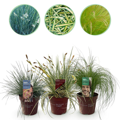 Buitenplant 3x Siergrassen Mix - Winterhard - Pot Ø 17cm Hoogte ↕ 50cm