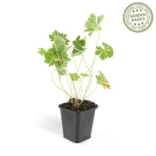Buitenplant 6x Geranium Rozanne - Bloeiend - Pot Ø 9cm Hoogte ↕ 10-25cm