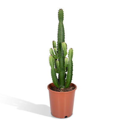 Kamerplant - Euphorbia Acrurensis - Pot Ø 24cm Hoogte ↕ 60cm