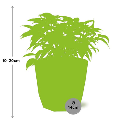 Kamerplant - Ficus Benjamina Kinky - Pot Ø 14cm
