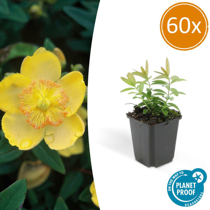 Buitenplant 60x Hypericum calycinum - Bloeiend - Pot Ø 9cm Hoogte ↕ 10-25cm