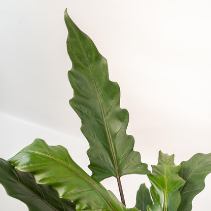 Kamerplant - Alocasia Lauterbachiana + Mand Igmar - Pot Ø 19cm Hoogte ↕ 80cm