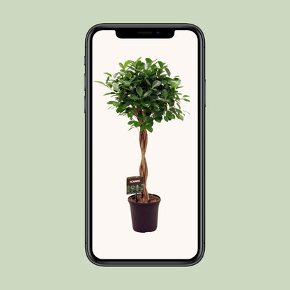 XL kamerplant - Ficus Microcarpa Moclame - Pot Ø 23cm Hoogte ↕ 110cm