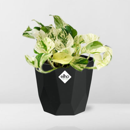 Kamerplant - Epipremnum Pinnatum 'Happy Leaf' - Hangplant - Pot Ø 14cm