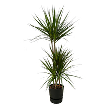 Kamerplant - Dracaena Marginata - Pot Ø 21cm Hoogte ↕ 120cm
