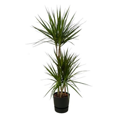 Kamerplant - Dracaena Marginata - Pot Ø 21cm Hoogte ↕ 120cm