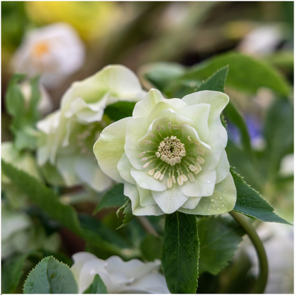 Buitenplant 3x Helleborus Specials - Bloeiend - Pot Ø 14cm Hoogte ↕ 25cm