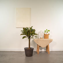 Kamerplant - Ficus elastica Melany op stam - Pot Ø 21cm Hoogte ↕ 90cm