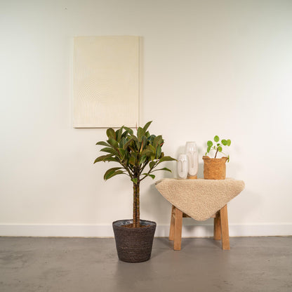 Kamerplant - Ficus elastica Melany op stam - Pot Ø 21cm Hoogte ↕ 90cm