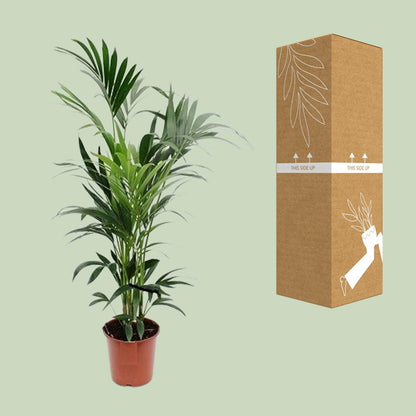 XL kamerplant - Howea - Pot Ø 24cm Hoogte ↕ 160cm