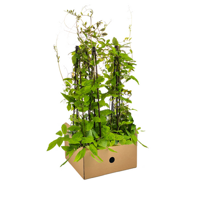 Buitenplant 4x Cobea scandens Violet Blue - Klimplant - Pot Ø 13cm Hoogte ↕ 60cm