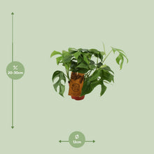 Kamerplant - Monstera Minima - Pot Ø 12cm Hoogte ↕ 30cm