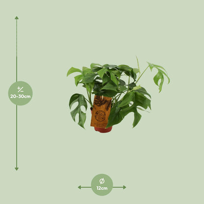 Kamerplant - Monstera Minima - Pot Ø 12cm Hoogte ↕ 30cm