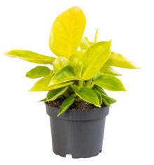 Kamerplant - Philodendron Moonshine - Pot Ø 12cm Hoogte ↕ 30cm