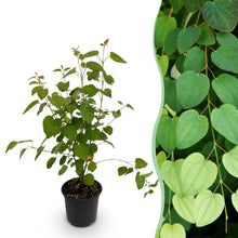 Buitenplant - Cercidiphyllum japonicum - Pot Ø 12cm Hoogte ↕ 35cm