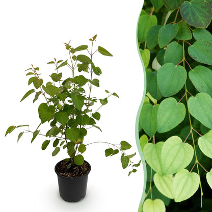 Buitenplant - Cercidiphyllum japonicum - Pot Ø 12cm Hoogte ↕ 35cm