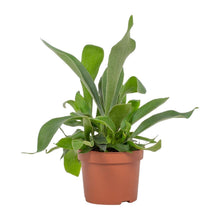 Kamerplant - Platycerium - Pot Ø 12cm Hoogte ↕ 23cm