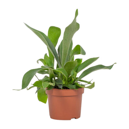 Kamerplant - Platycerium - Pot Ø 12cm Hoogte ↕ 23cm