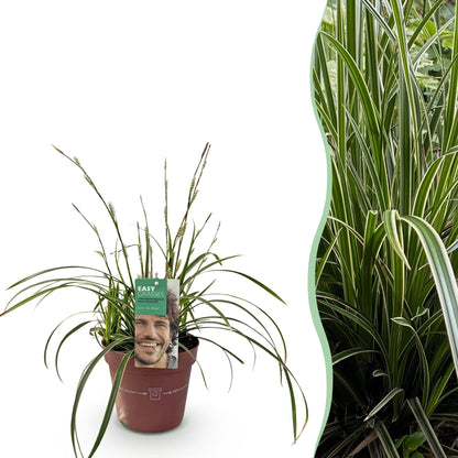 Buitenplant - Carex morrowii 'Ice Dance' - Winterhard - Pot Ø 17cm Hoogte ↕ 50cm