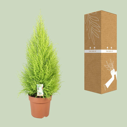 Kamerplant - Cupressus Goldcrest Wilma - Pot Ø 21cm Hoogte ↕ 90cm