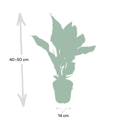 Kamerplant - Calathea Ornata - Pot Ø 14cm Hoogte ↕ 50cm