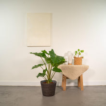 Kamerplant - Alocasia Portodora - Pot Ø 21cm Hoogte ↕ 80cm