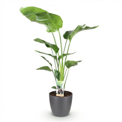 XL kamerplant - Strelitzia Nicolai - Pot Ø 21cm Hoogte ↕ 110-120cm