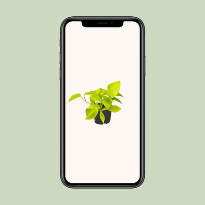 Kamerplant - Epipremnum Golden Pothos - Pot Ø 12cm Hoogte ↕ 15cm