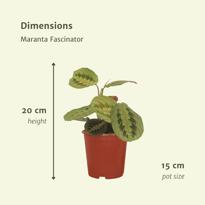 Kamerplant 2x Maranta Fascinator (Pijlwortel) - Pot Ø 12cm Hoogte ↕ 20cm