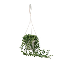 Kamerplant - Senecio Rowleyanus - Pot Ø 11cm Hoogte ↕ 25cm
