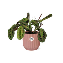 Kamerplant - Maranta Leuconeura 'Fascinator' Tricolor - Pot Ø 14cm