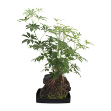 Kamerplant - Schefflera Arboricola - Pot Ø 40cm Hoogte ↕ 80cm
