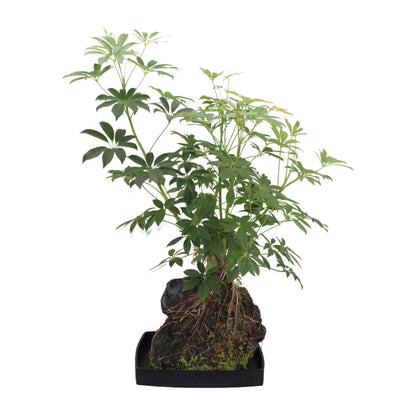 Kamerplant - Schefflera Arboricola - Pot Ø 40cm Hoogte ↕ 80cm