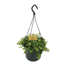 Kamerplant - Sedum Tornado - Pot Ø 15cm Hoogte ↕ 25cm