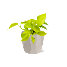 Kamerplant - Epipremnum Pinnatum 'Golden Pothos' - Pot Ø 14cm