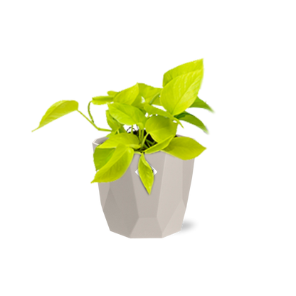 Kamerplant - Epipremnum Pinnatum 'Golden Pothos' - Pot Ø 14cm
